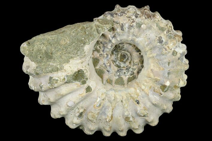 Bumpy Ammonite (Douvilleiceras) Fossil - Madagascar #115598